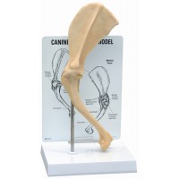 Anatomisk modell, scapula (skulderblad)